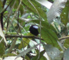 Chiroxiphia pareola