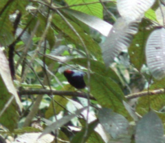 Chiroxiphia pareola