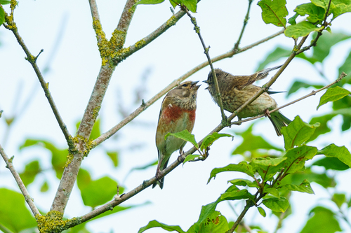 Eurasian Linnet, 8483 Scherpenzeel, Nederland, photo 7 of 10