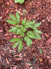 Lamprocapnos spectabilis