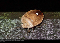 Hippotiscus scutellatus