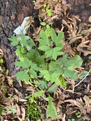 Lamprocapnos spectabilis