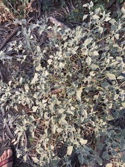 Chrozophora tinctoria