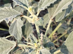 Chrozophora tinctoria