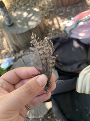 Phalaenoptilus nuttallii