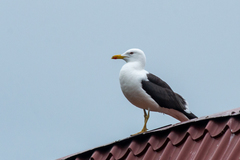 Larus fuscus