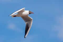 Chroicocephalus ridibundus