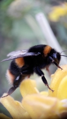 Bombus terrestris