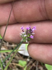 Polygala incarnata