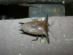 Mucanum patibulum