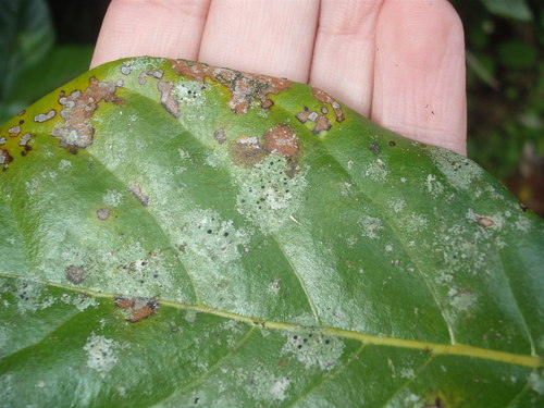 Calopadia subcoerulescens image