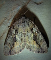 Catocala agrippina