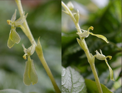 Neottia convallarioides