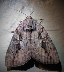 Catocala agrippina