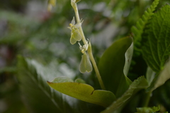 Neottia convallarioides