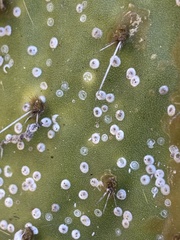 Diaspis echinocacti
