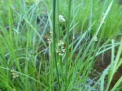 Juncus filiformis