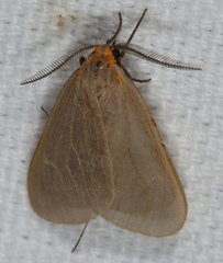Pagara simplex