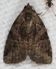 Pseudeustrotia indeterminata