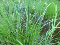 Juncus filiformis
