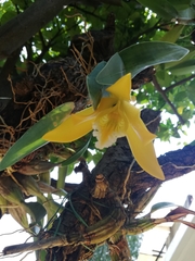 Prosthechea karwinskii