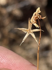 Microseris douglasii platycarpha