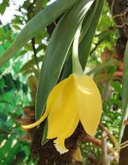 Prosthechea karwinskii