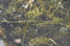 Potamogeton trichoides