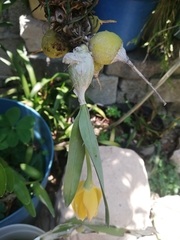 Prosthechea karwinskii