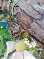 Prosthechea karwinskii