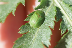 Cassida stigmatica