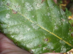 Calopadia subcoerulescens image