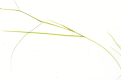 Potamogeton trichoides