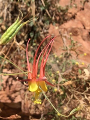 Aquilegia desertorum