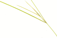 Potamogeton trichoides