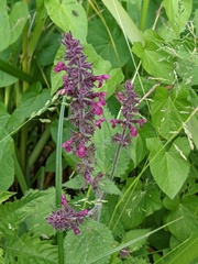 Stachys sylvatica