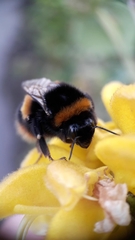Bombus terrestris