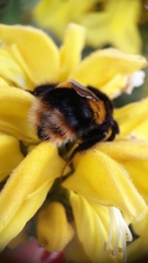 Bombus terrestris