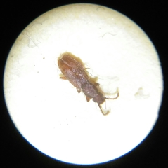 Oryzaephilus surinamensis