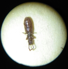 Oryzaephilus surinamensis