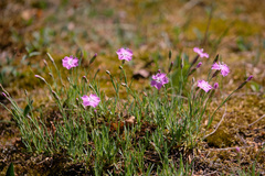 Dianthus gratianopolitanus