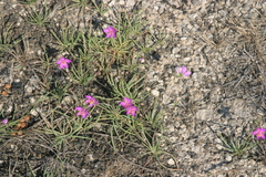 Phemeranthus calcaricus