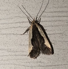Dichomeris inserrata