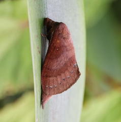 Kunugia latipennis