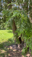 Thuja occidentalis