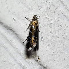 Strobisia proserpinella