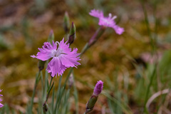 Dianthus gratianopolitanus