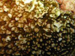 Leptoseris incrustans