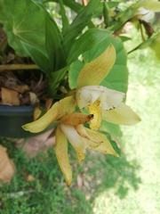 Lycaste deppei