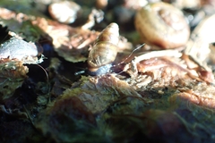 Cochlicopa lubrica